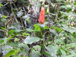 Image of spiral ginger