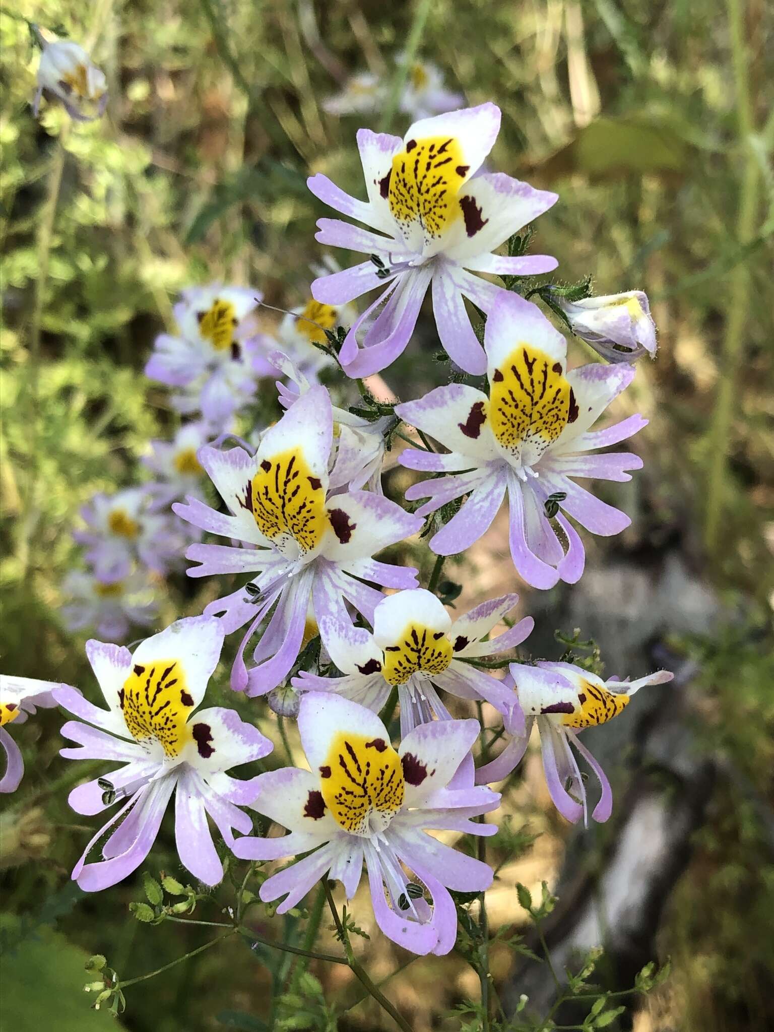 Image of Schizanthus porrigens R. Grah.