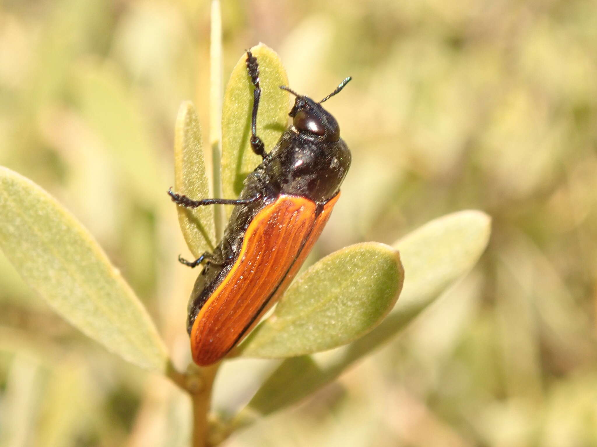 Image of Castiarina rufipennis (Kirby 1818)