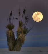 Image of soaptree yucca