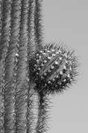 Image of saguaro