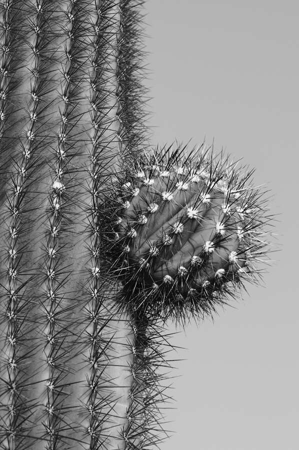 Image of saguaro