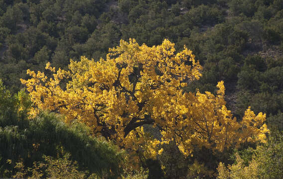 Image of Fremont cottonwood