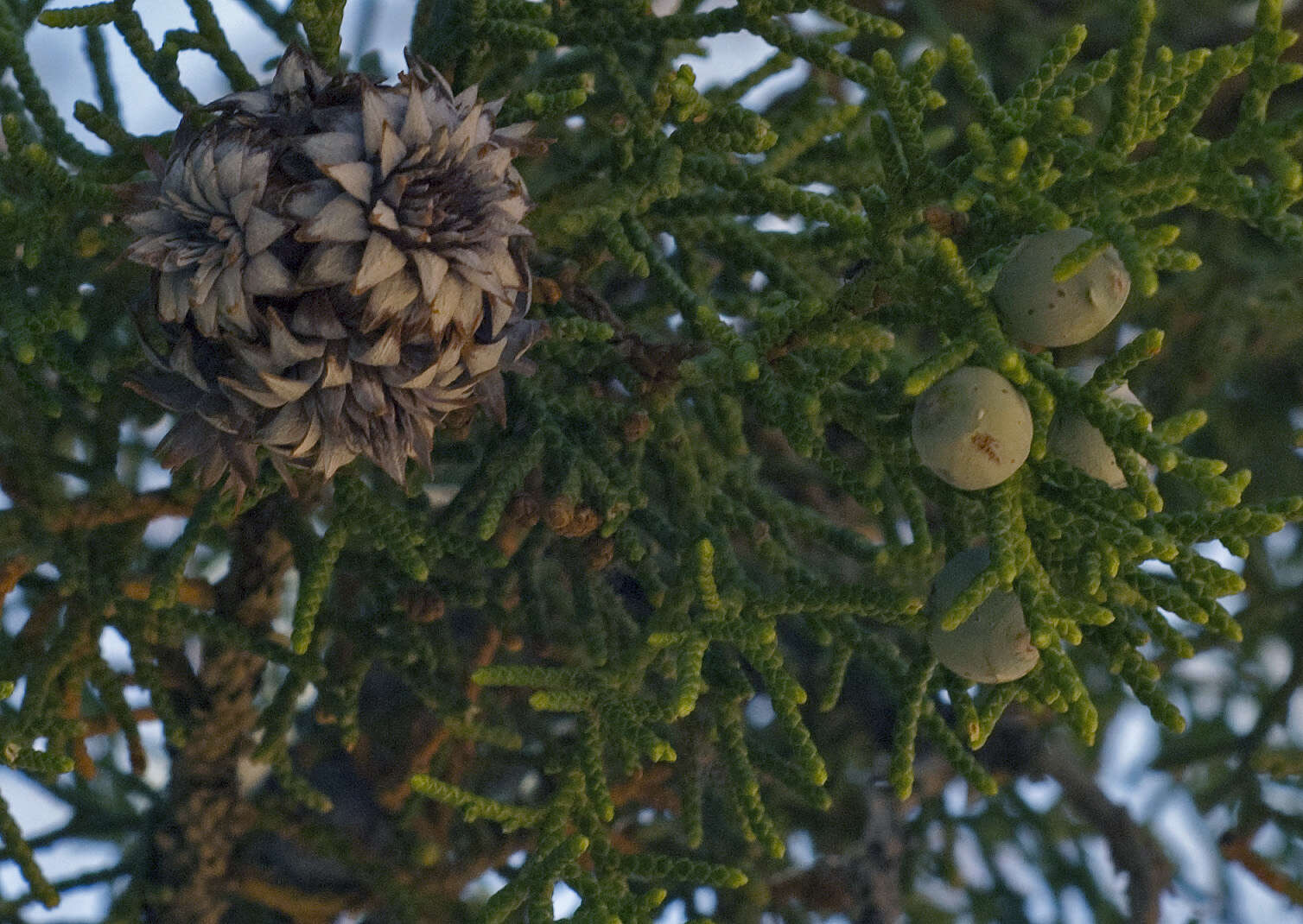 Image of Bigberry Juniper