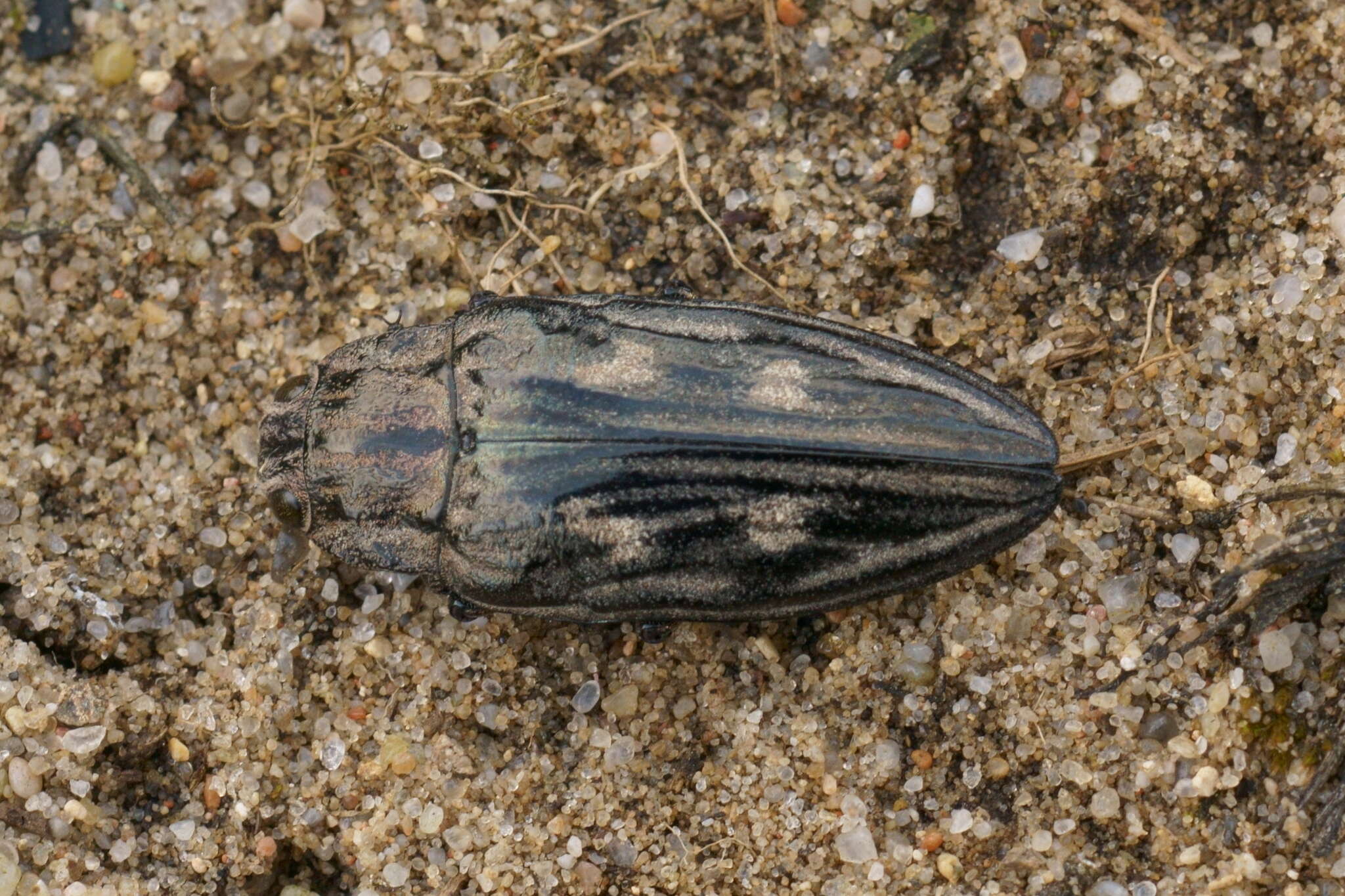 Image of Flatheaded Pine Borer