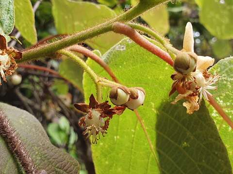 Imagem de Actinidia chinensis var. setosa H. L. Li