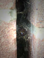 صورة Steatoda nobilis (Thorell 1875)