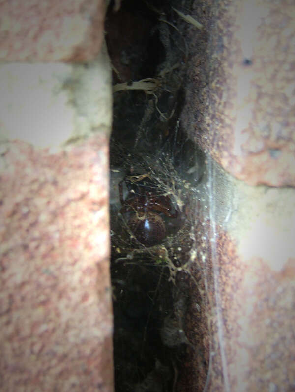 صورة Steatoda nobilis (Thorell 1875)