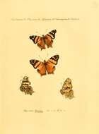 Image of Hypanartia lethe Fabricius 1793