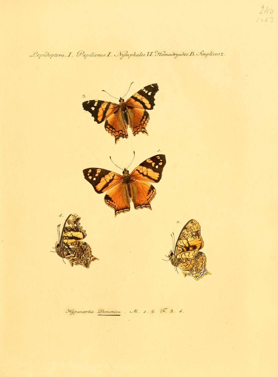 Imagem de Hypanartia lethe Fabricius 1793