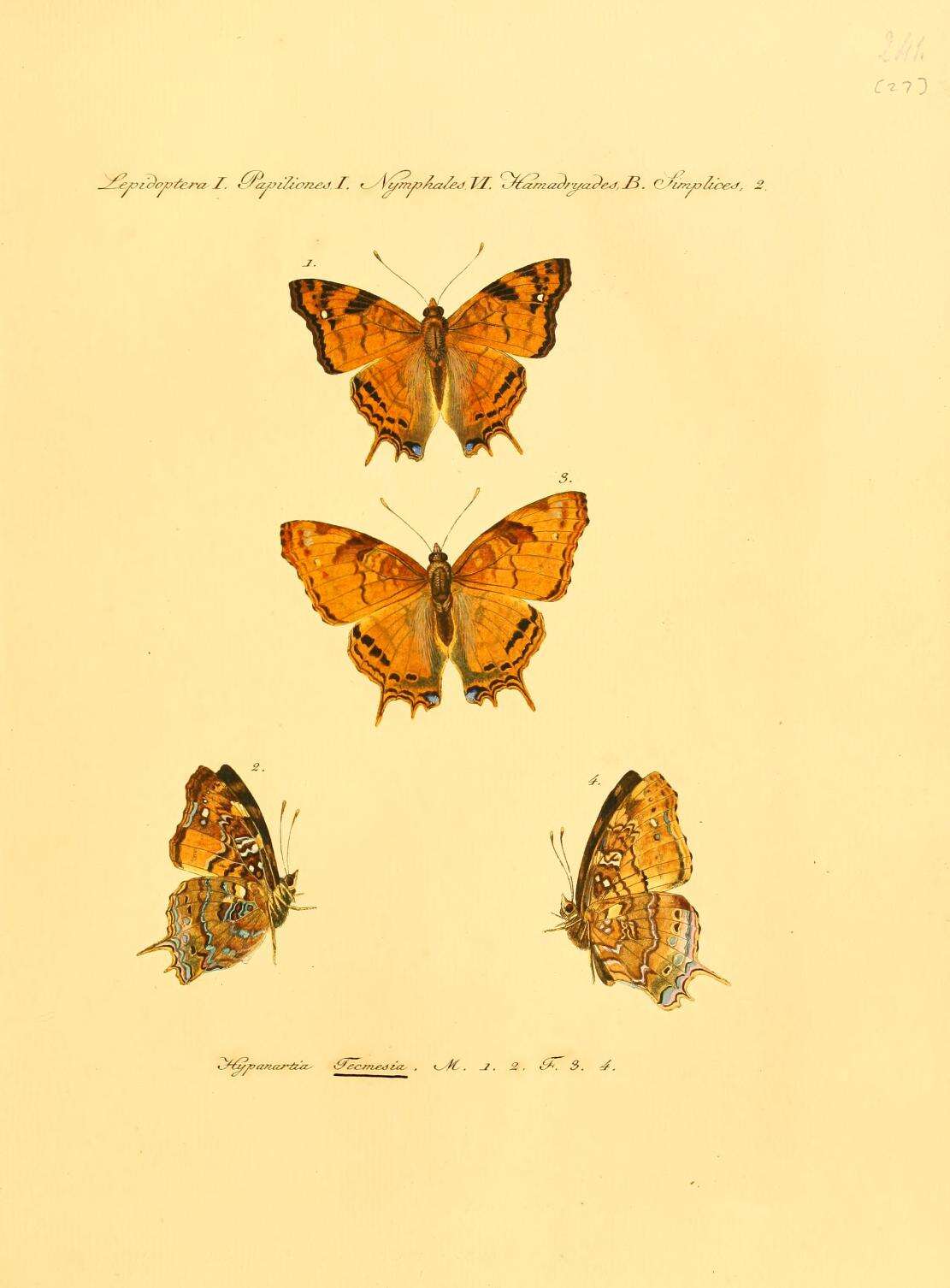 Imagem de Hypanartia paullus Fabricius 1793