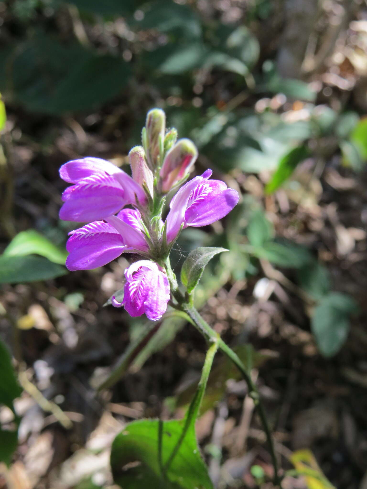 Image of Justicia breviflora (Nees) Rusby