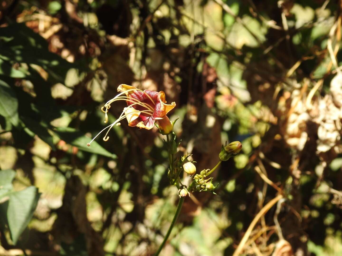 Image of Ipomoea neei (Spreng.) O'Donell