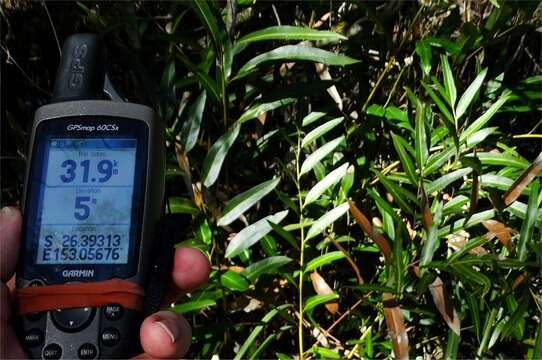 Image of mangrove fern