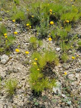 Image de Thelesperma longipes A. Gray