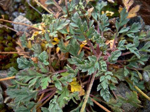 Imagem de Papaver aurantiacum Loisel.