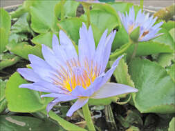 Image of Cape Blue Water-Lily