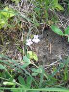 Image of Pinguicula grandiflora subsp. rosea (Mutel) Casper