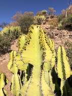 Image of Candelabra euphorbia