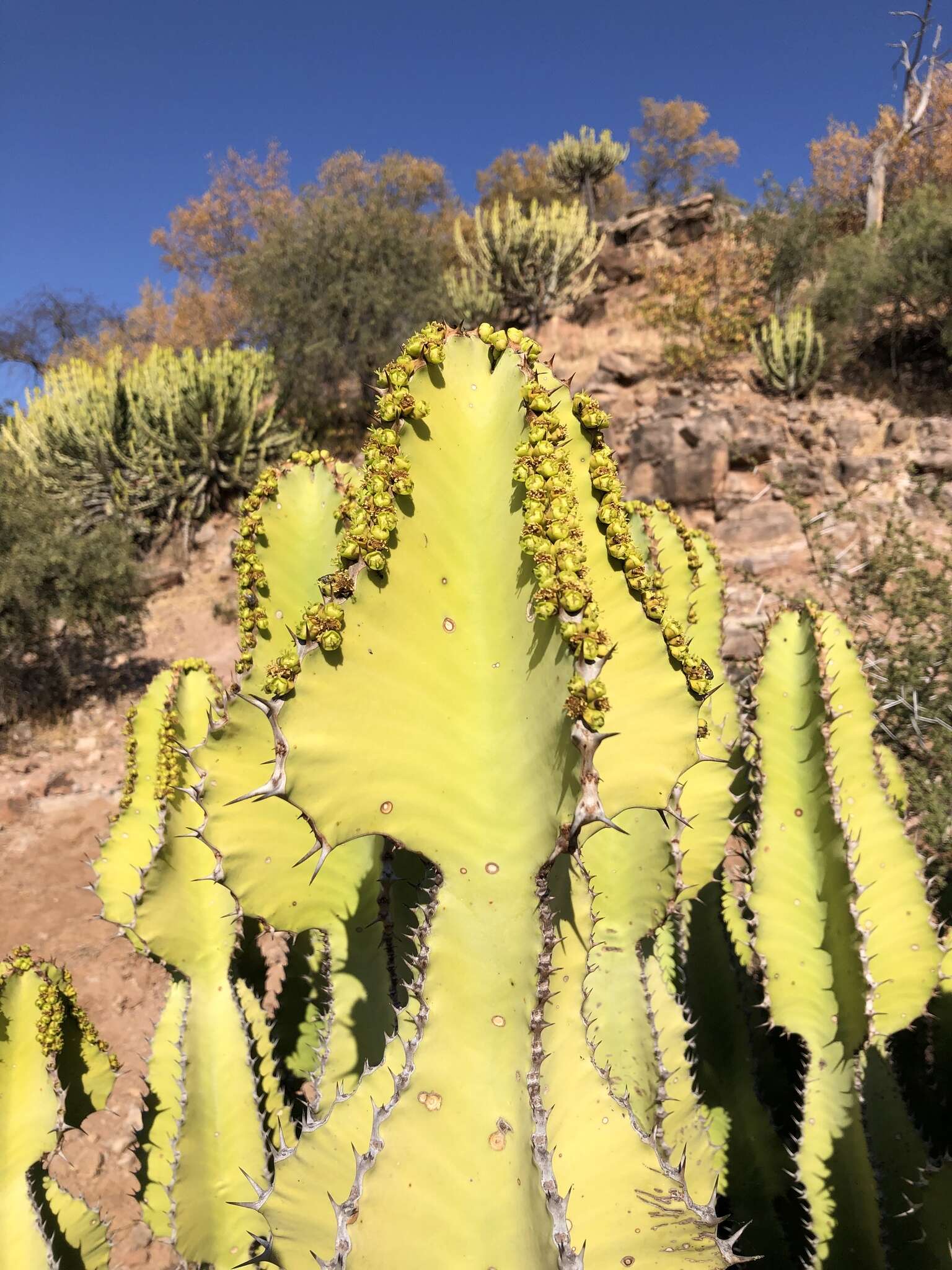Image of Candelabra euphorbia