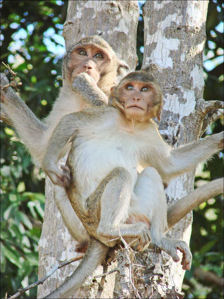 Image of Long-tailed Macaque