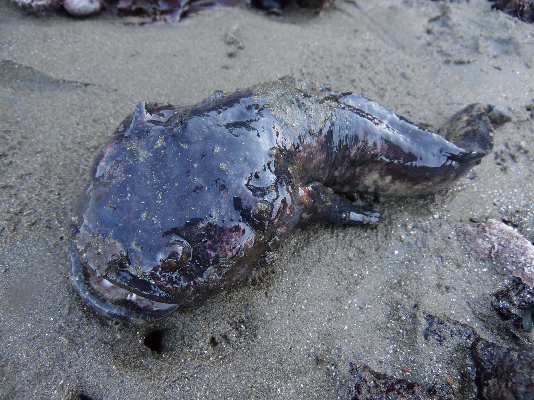 Image of Monkfish