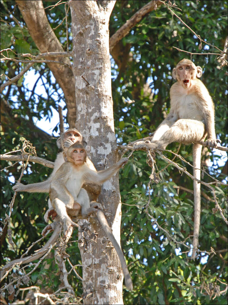 Image of Long-tailed Macaque