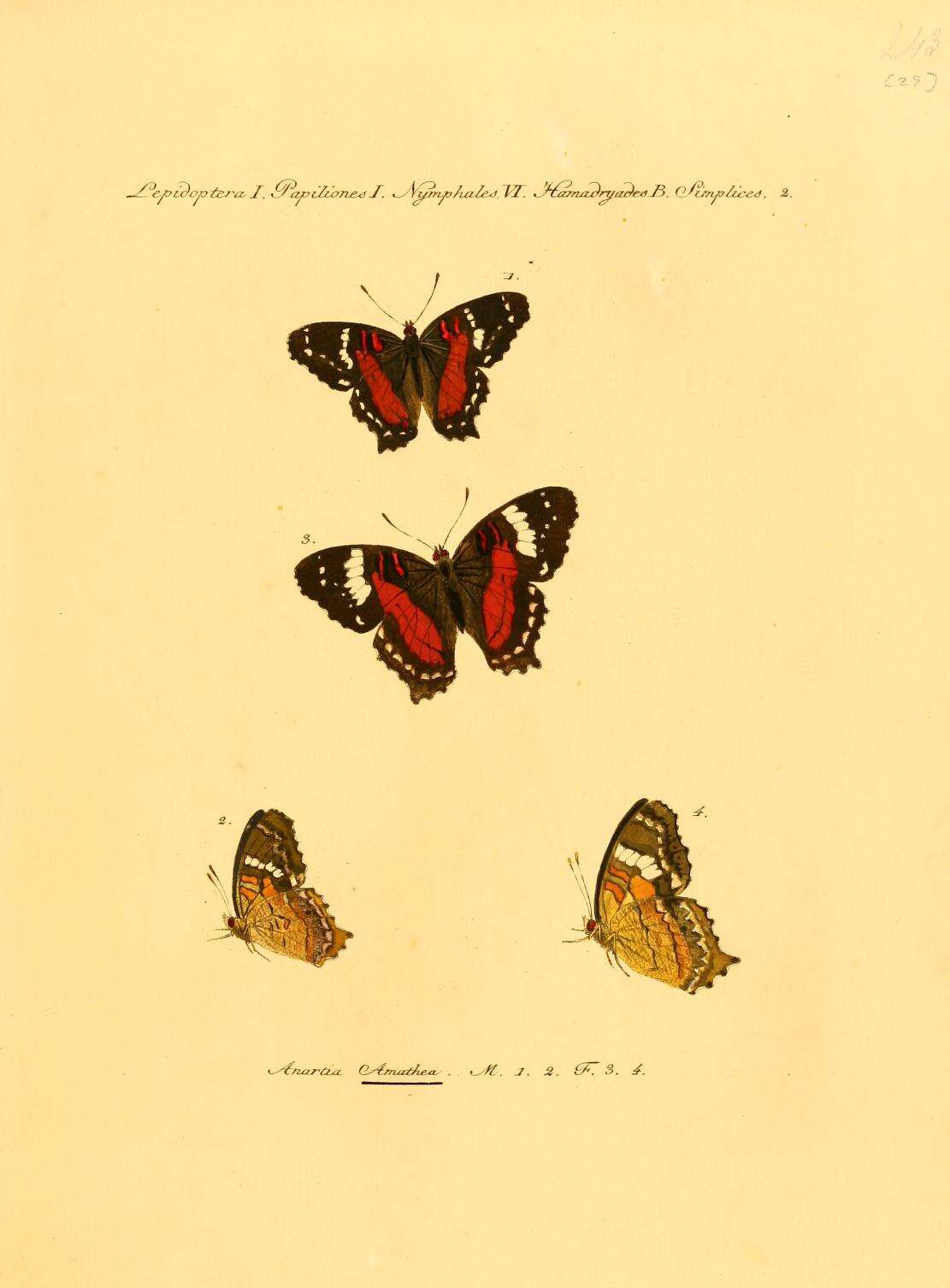 Plancia ëd Anartia amathea Linnaeus 1758