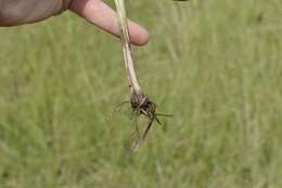 Image of Cyperus rigidifolius Steud.