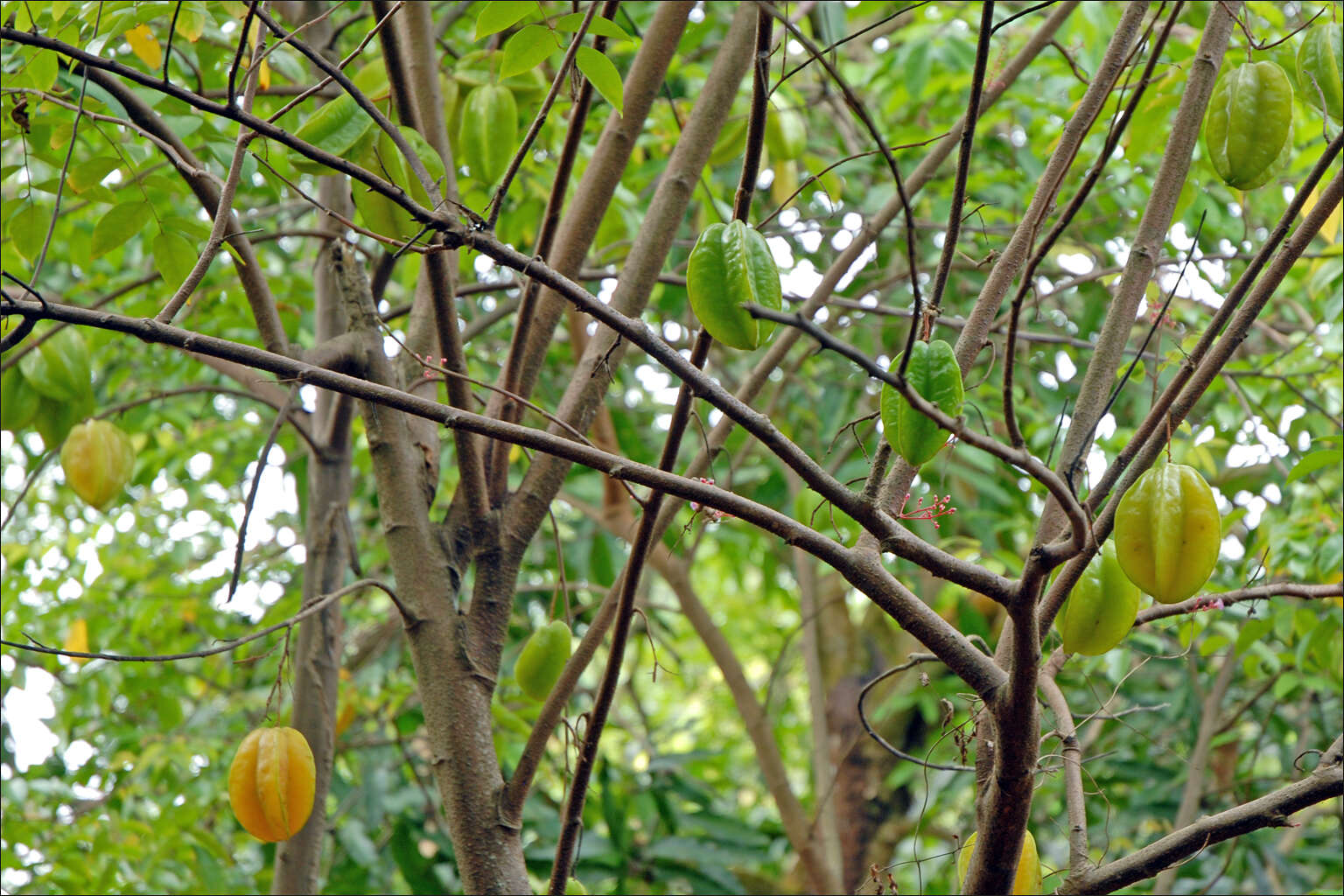 Image of carambola