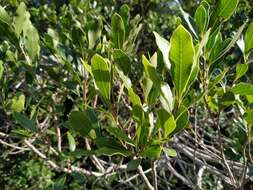 Image de Lithraea brasiliensis March.