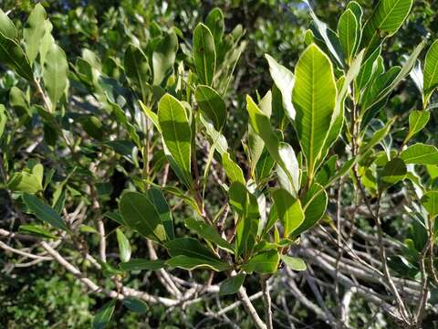 Image of Lithraea brasiliensis March.