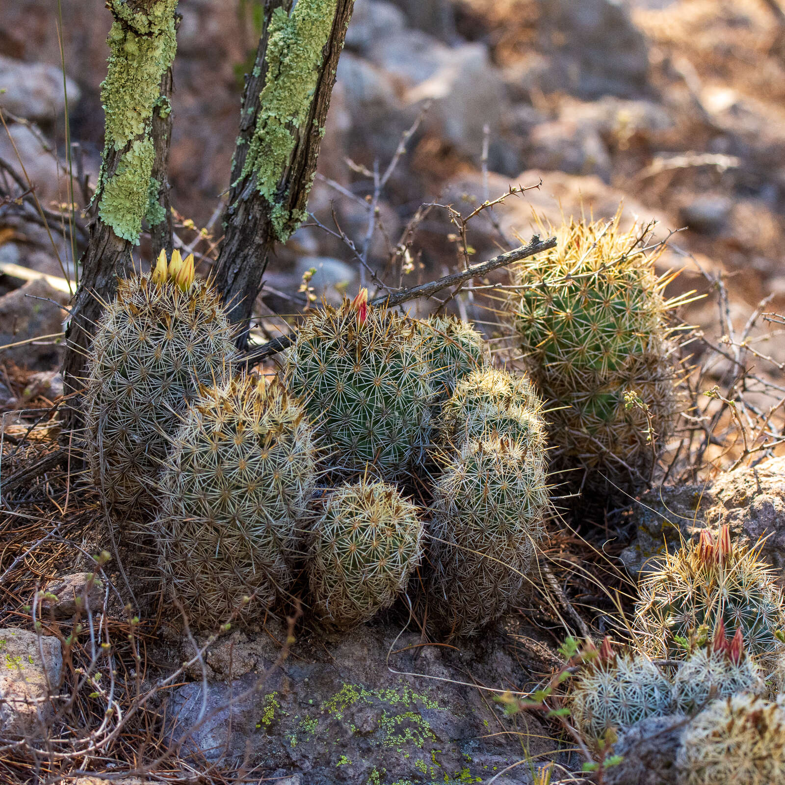 Image of Coryphantha potosiana (Jacobi) Glass & R. A. Foster