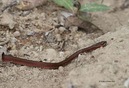 Image of Sikkim Keelback