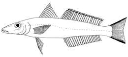 Image of Asian whiting