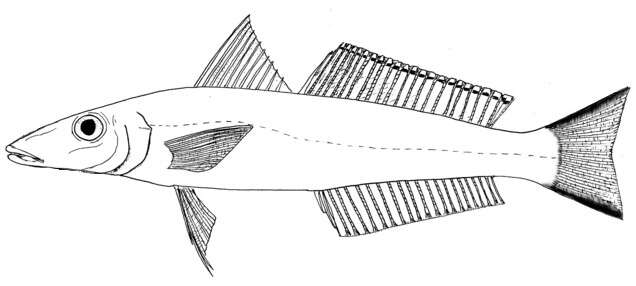 Image of Asian whiting