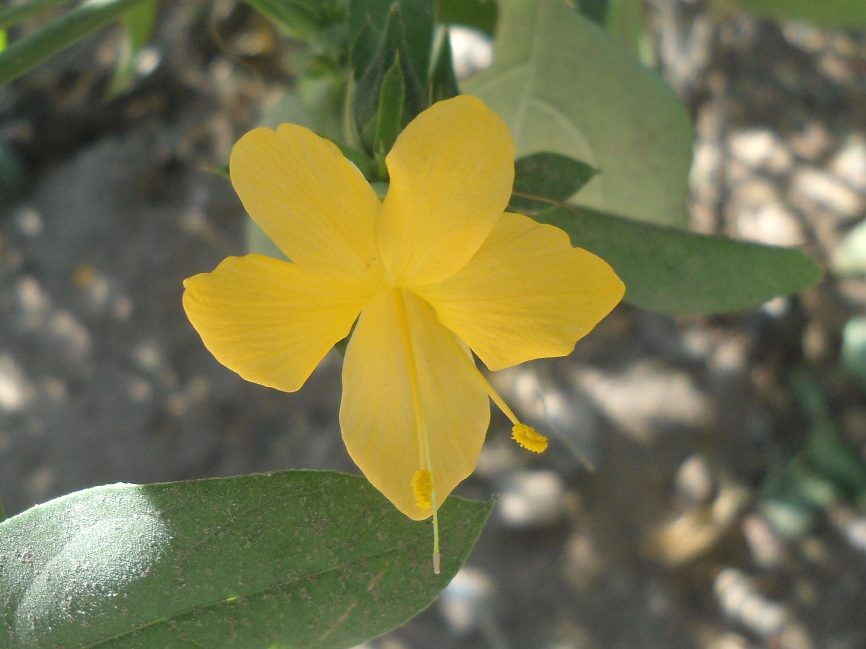 Plancia ëd Barleria prionitis L.