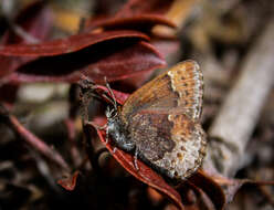 صورة Callophrys polios (Cook & Watson 1907)