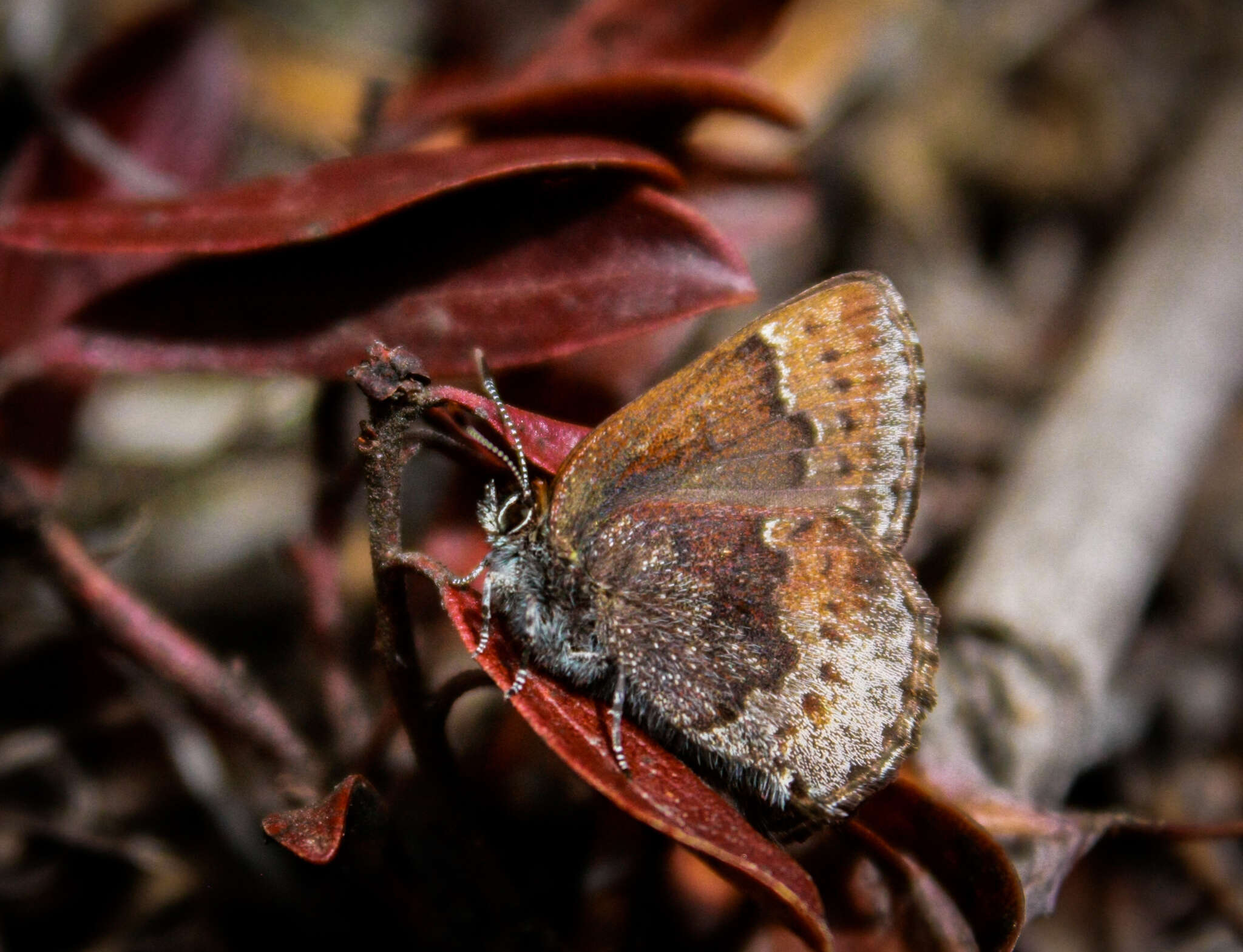 Plancia ëd Callophrys polios (Cook & Watson 1907)