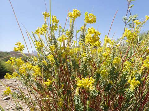 Image of Euphorbia natalensis Bernh. ex C. Krauss