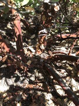 Слика од Arctostaphylos rainbowensis J. E. Keeley & A. Massihi