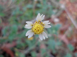 Image de Tridax procumbens L.