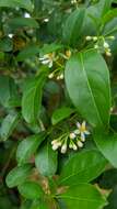 Imagem de Solanum pseudoquina A. St.-Hil.