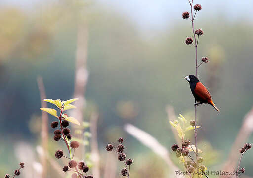 Image of Grand Munia