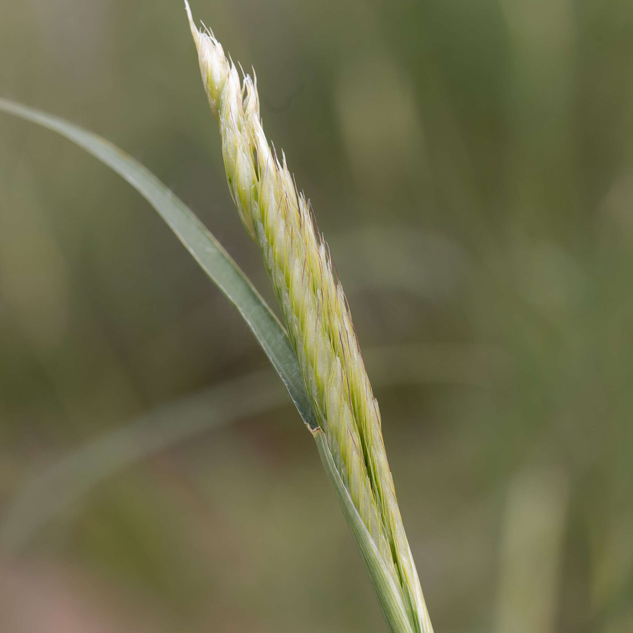 Слика од Astrebla pectinata (Lindl.) F. Muell. ex Benth.