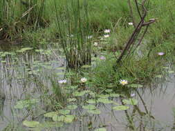 Imagem de Nymphaea elegans Hook.