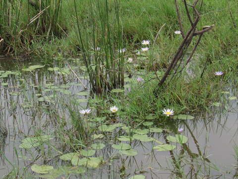 Image of tropical royalblue waterlily