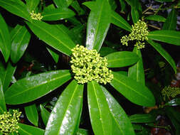 Image of Skimmia