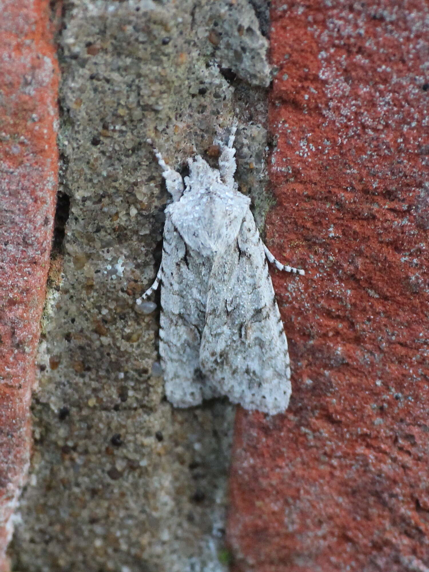 Image of grey shoulder-knot