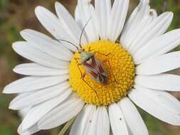 Image de Calocoris roseomaculatus (De Geer 1773)